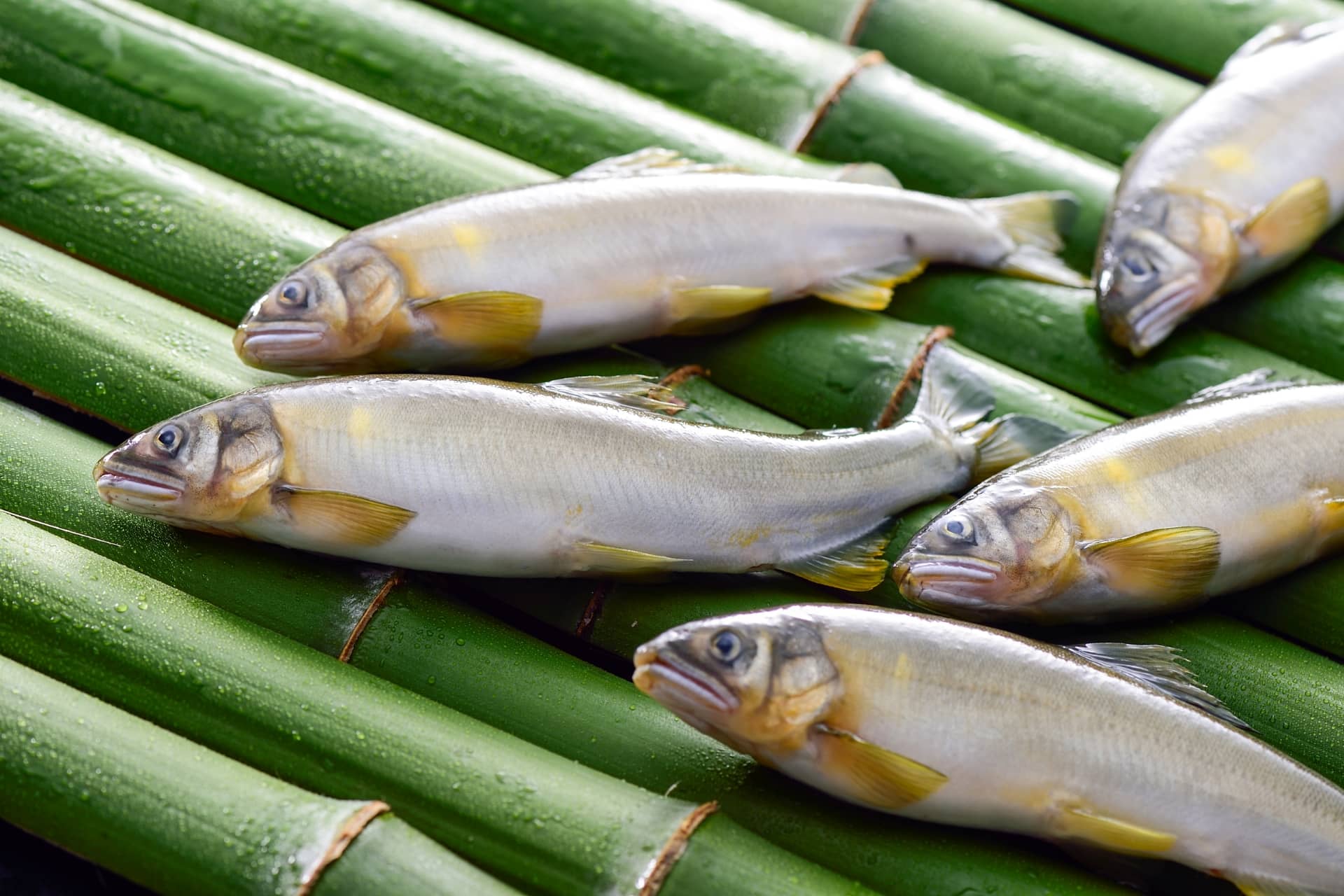 醋橘香魚（6～9月）